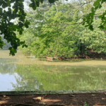 Hutan Kota Srengseng
