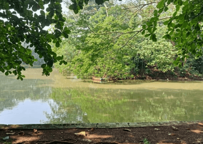 Hutan Kota Srengseng: Oase Healing Murah Meriah di Jantung Jakarta Barat