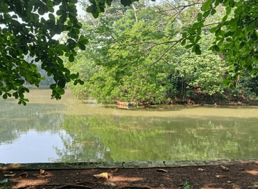 Hutan Kota Srengseng: Oase Healing Murah Meriah di Jantung Jakarta Barat