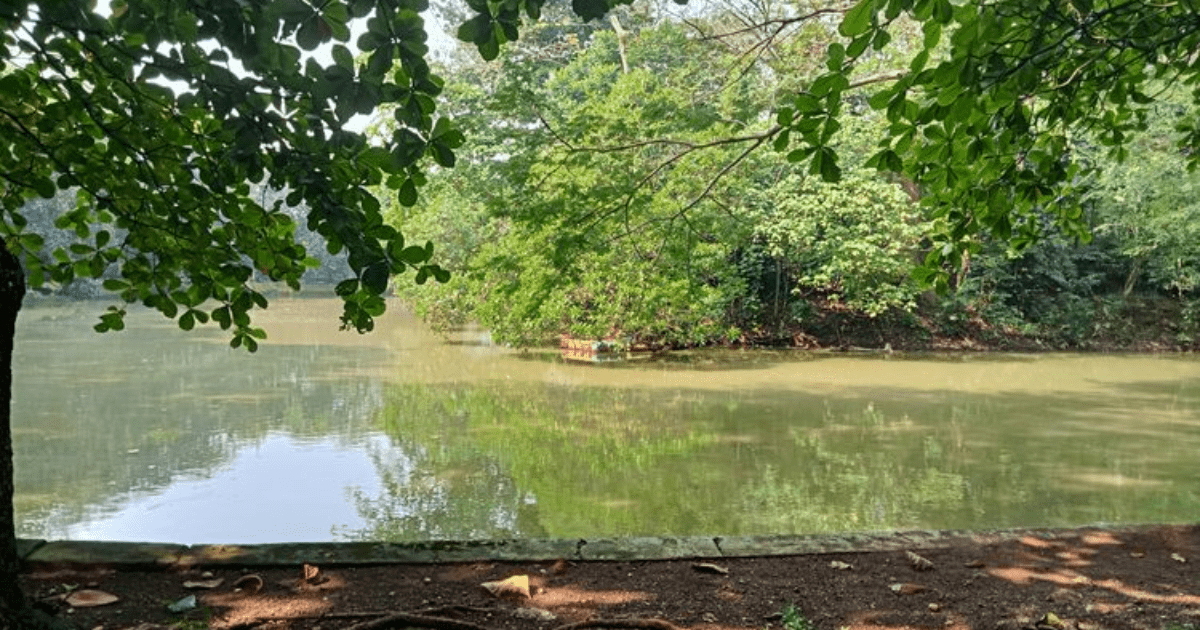 Hutan Kota Srengseng: Oase Healing Murah Meriah di Jantung Jakarta Barat