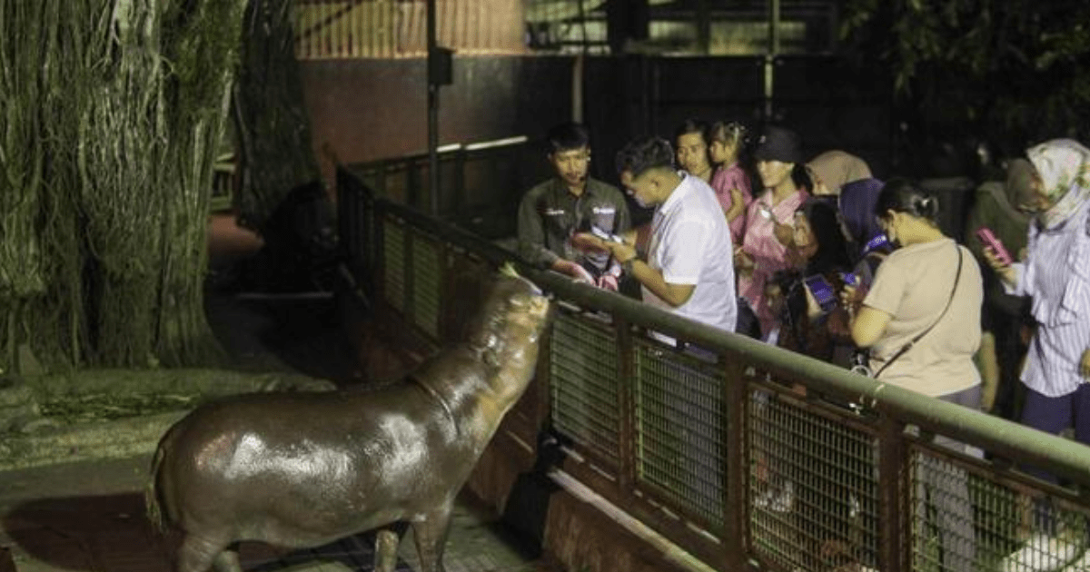 Wisata Malam Ragunan: Menyajikan Satwa Nokturnal Apa Saja?