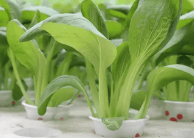 5 Trik Memulai Hidroponik Rumahan Hemat Biaya untuk Pemula, Panen Sayur Segar Tanpa Ribet