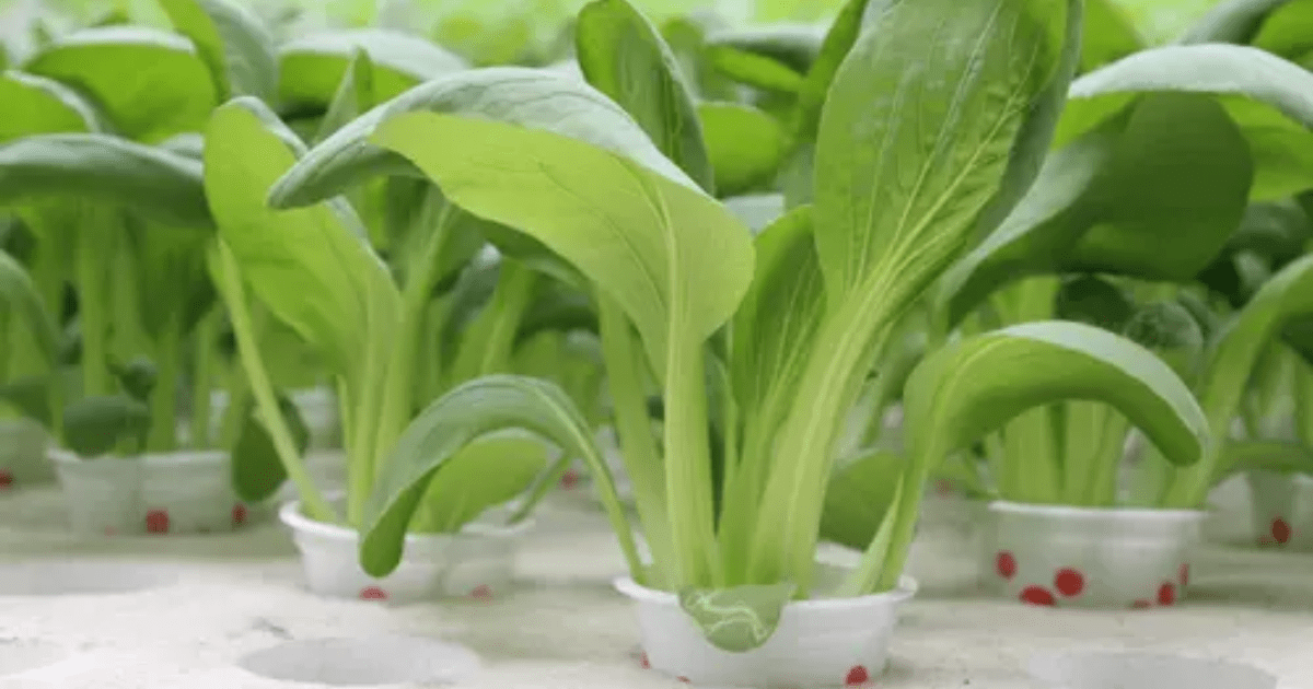 5 Trik Memulai Hidroponik Rumahan Hemat Biaya untuk Pemula, Panen Sayur Segar Tanpa Ribet