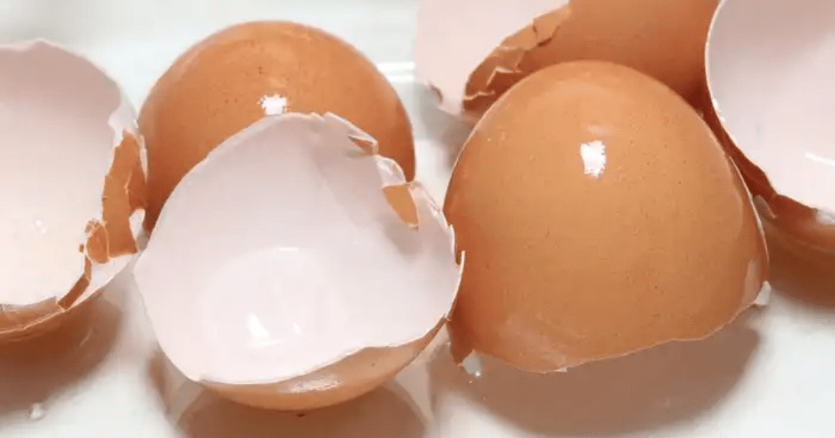 Jangan Dibuang! Ini Cara Membuat Pupuk Kulit Telur Alami untuk Tanaman Subur