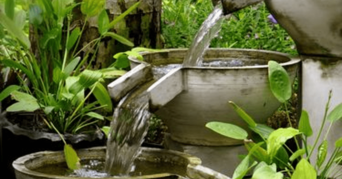 5 Tips Siram Tanaman Bebas Nyamuk: Panduan Jitu dari Ahli agar Rumah Aman