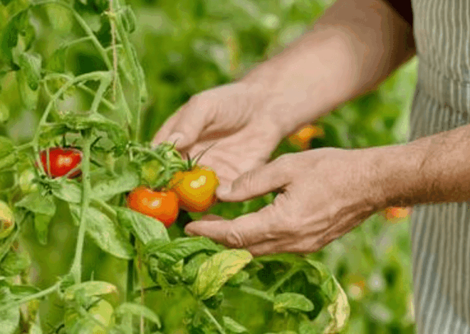 7 Tanaman Buah Cepat Panen yang Mudah Ditanam Pemula di Rumah