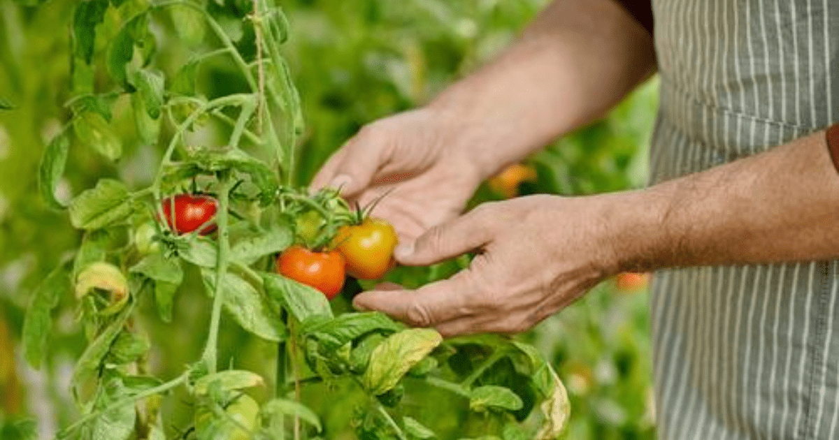 7 Tanaman Buah Cepat Panen yang Mudah Ditanam Pemula di Rumah