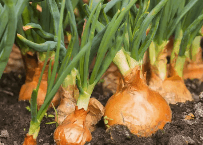 10 Tanaman Pendamping Bawang Bombai Terbaik untuk Kebun Subur dan Bebas Hama
