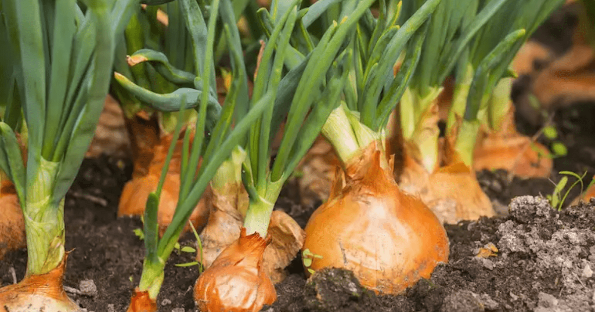 10 Tanaman Pendamping Bawang Bombai Terbaik untuk Kebun Subur dan Bebas Hama
