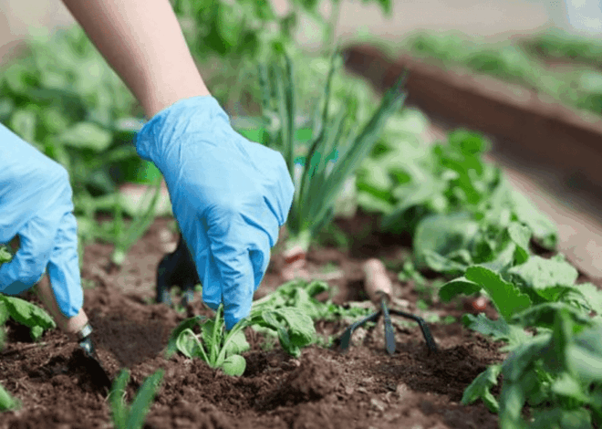5 Trik Berkebun Ampuh: Rahasia Panen Melimpah dari Para Ahli