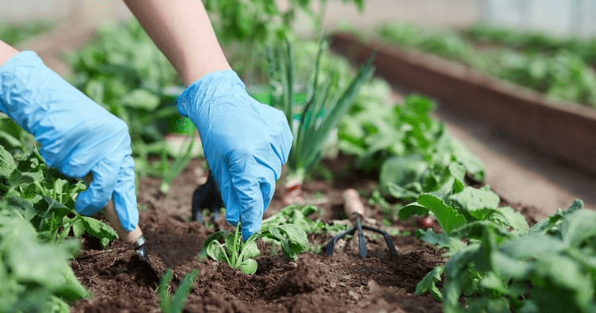5 Trik Berkebun Ampuh: Rahasia Panen Melimpah dari Para Ahli