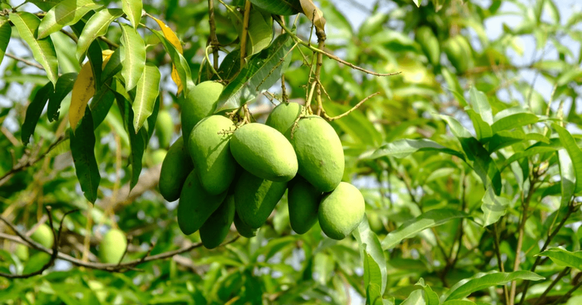 Panduan Lengkap Budidaya Pohon Mangga: Tanam, Rawat, dan Panen