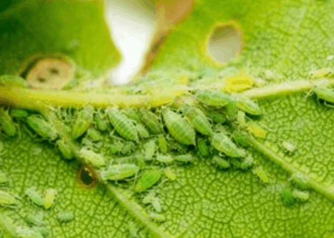 Membasmi Kutu Daun: Panduan Holistik untuk Panen Cabai Maksimal