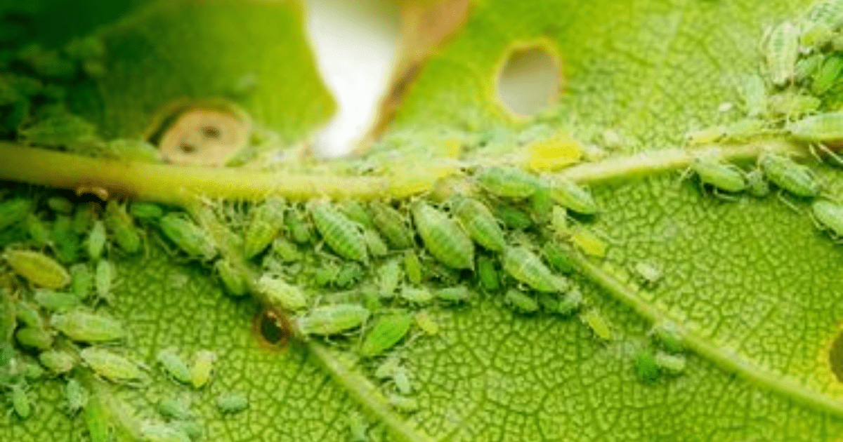 Membasmi Kutu Daun: Panduan Holistik untuk Panen Cabai Maksimal