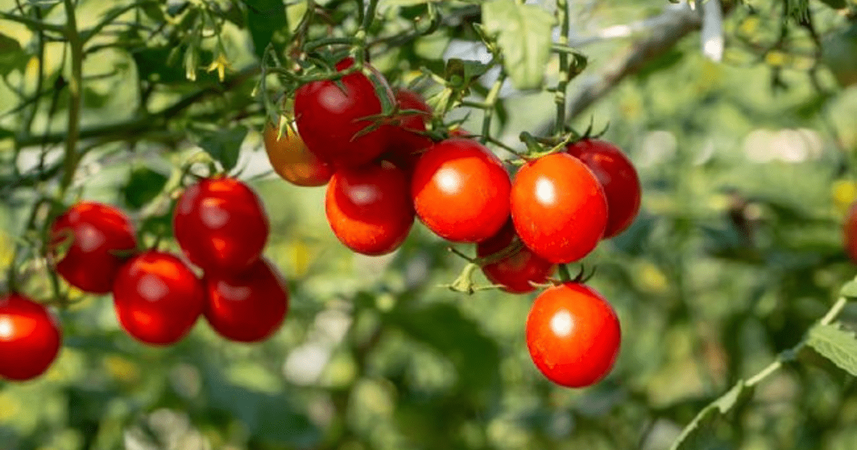 Panduan Lengkap Cara Menanam Tomat di Rumah, Dijamin Berbuah Lebat