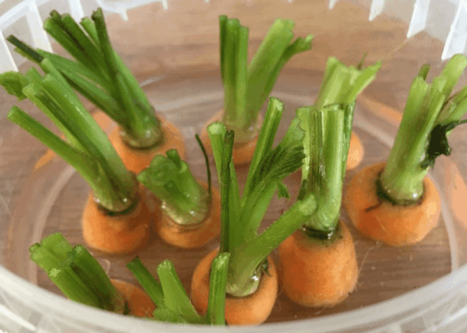 Cara Menanam Wortel dari Pucuk: Panduan Lengkap Budidaya Daun Kaya Nutrisi