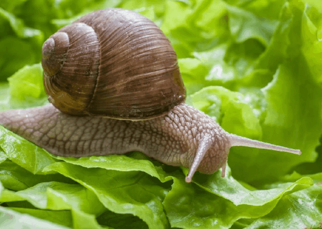 Cara Mengusir Siput: Panduan Lengkap Melindungi Tanaman dari Hama Musim Hujan