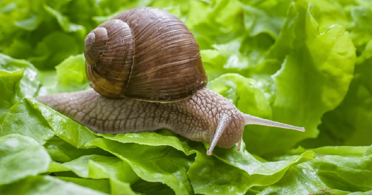 Cara Mengusir Siput: Panduan Lengkap Melindungi Tanaman dari Hama Musim Hujan