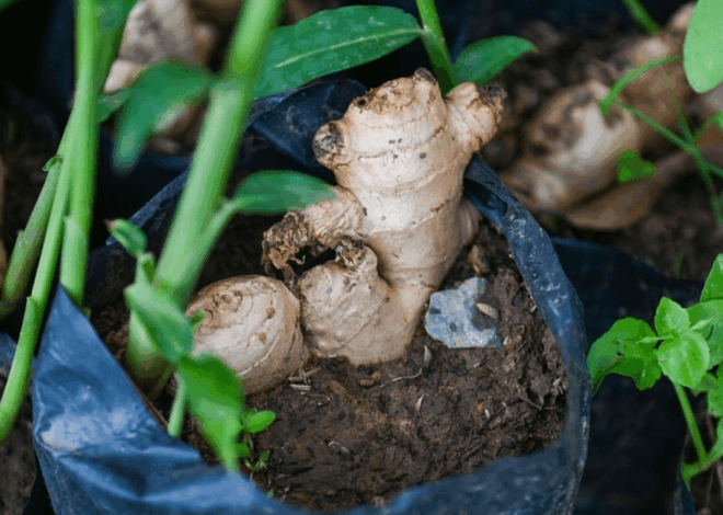 Nggak Perlu Beli Lagi, Ini Cara Tanam Jahe Sendiri di Rumah