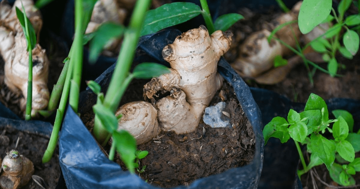 Nggak Perlu Beli Lagi, Ini Cara Tanam Jahe Sendiri di Rumah