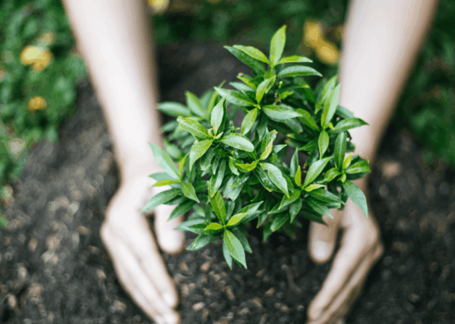 Hari Menanam Pohon Indonesia 28 November: Makna, Sejarah, dan Urgensi Aksi Nyata