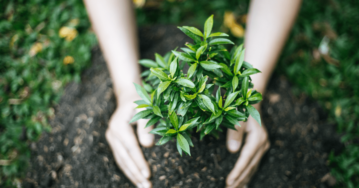 Hari Menanam Pohon Indonesia 28 November: Makna, Sejarah, dan Urgensi Aksi Nyata