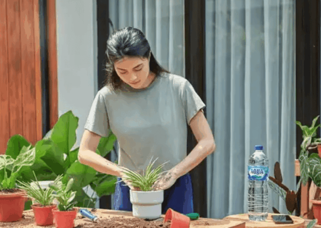 Manfaat Berkebun di Rumah: Rahasia Kesehatan Holistik dan Penangkal Penyakit Kronis