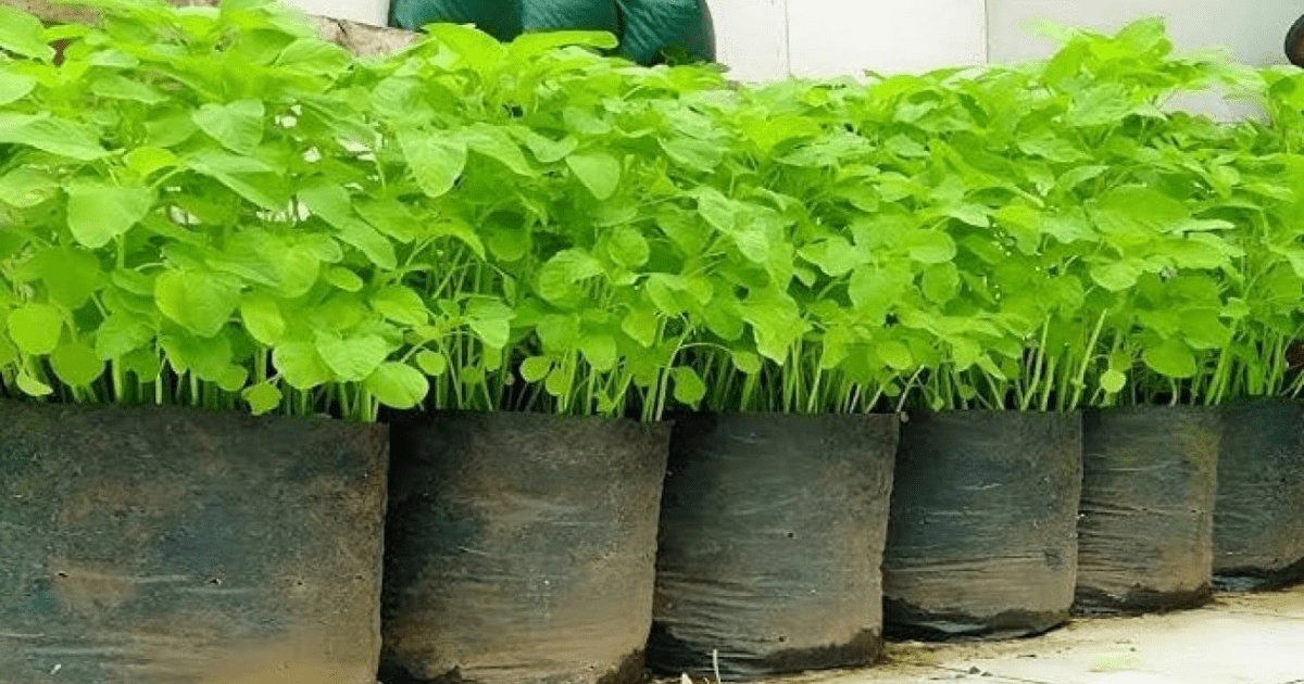 5 Rahasia Menanam Bayam di Polybag: Subur dan Panen Cepat