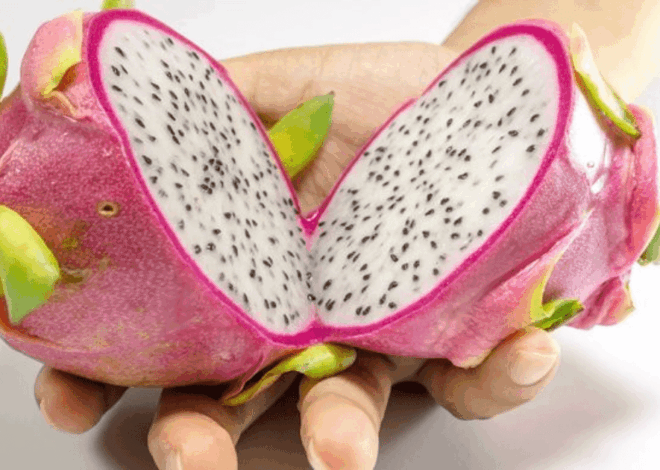 Cara Menanam Buah Naga dari Biji untuk Hasil Optimal, Sebuah Panduan Lengkap