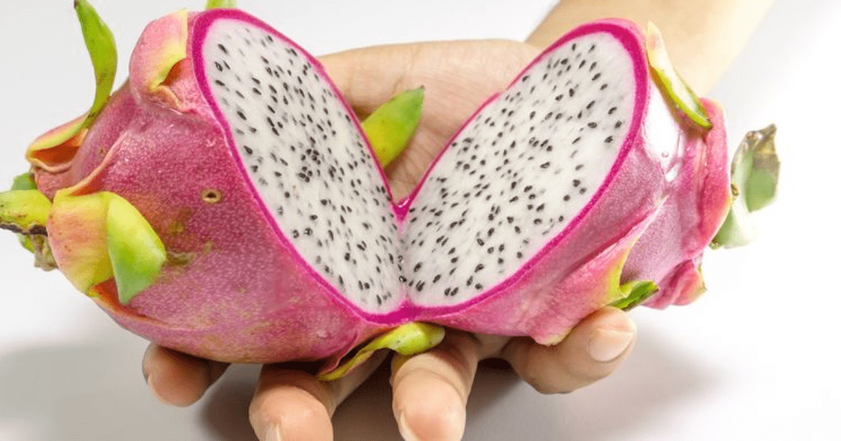 Cara Menanam Buah Naga dari Biji untuk Hasil Optimal, Sebuah Panduan Lengkap