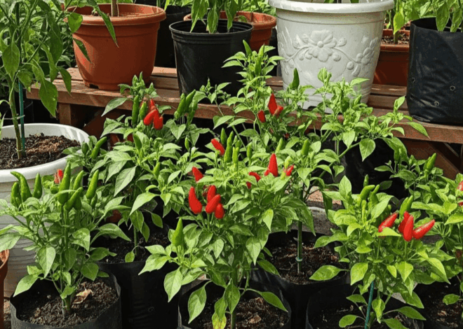Rahasia Sukses Menanam Cabe Rawit di Pot, Panen Melimpah untuk Pemula