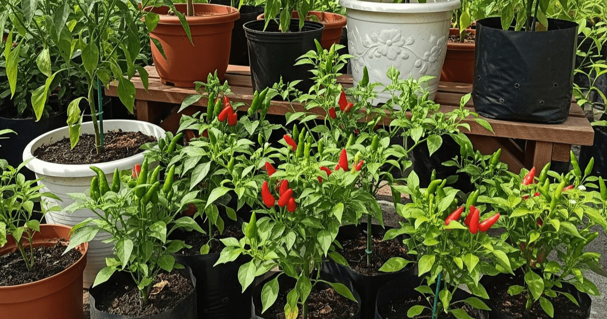 Rahasia Sukses Menanam Cabe Rawit di Pot, Panen Melimpah untuk Pemula
