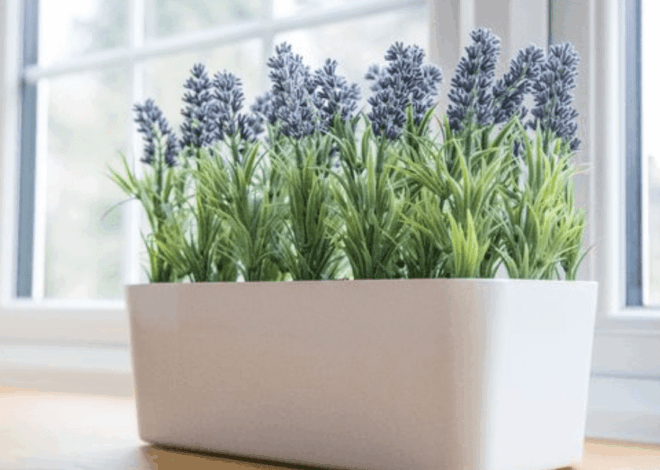 Panduan Lengkap Menanam Tanaman Pengusir Serangga di Pot, Rumah Nyaman Tanpa Ribet