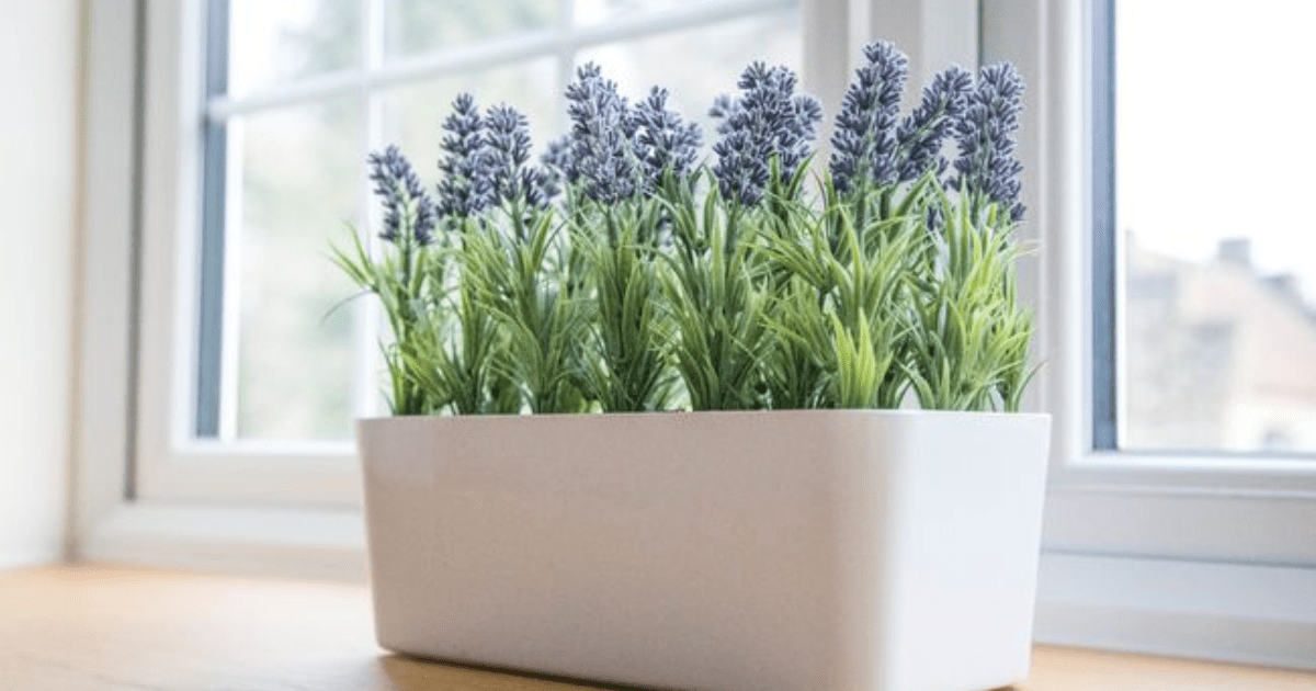 Panduan Lengkap Menanam Tanaman Pengusir Serangga di Pot, Rumah Nyaman Tanpa Ribet