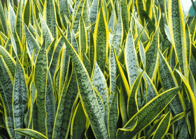 Cara Merawat Tanaman Lidah Mertua Agar Tumbuh Subur dan Segar