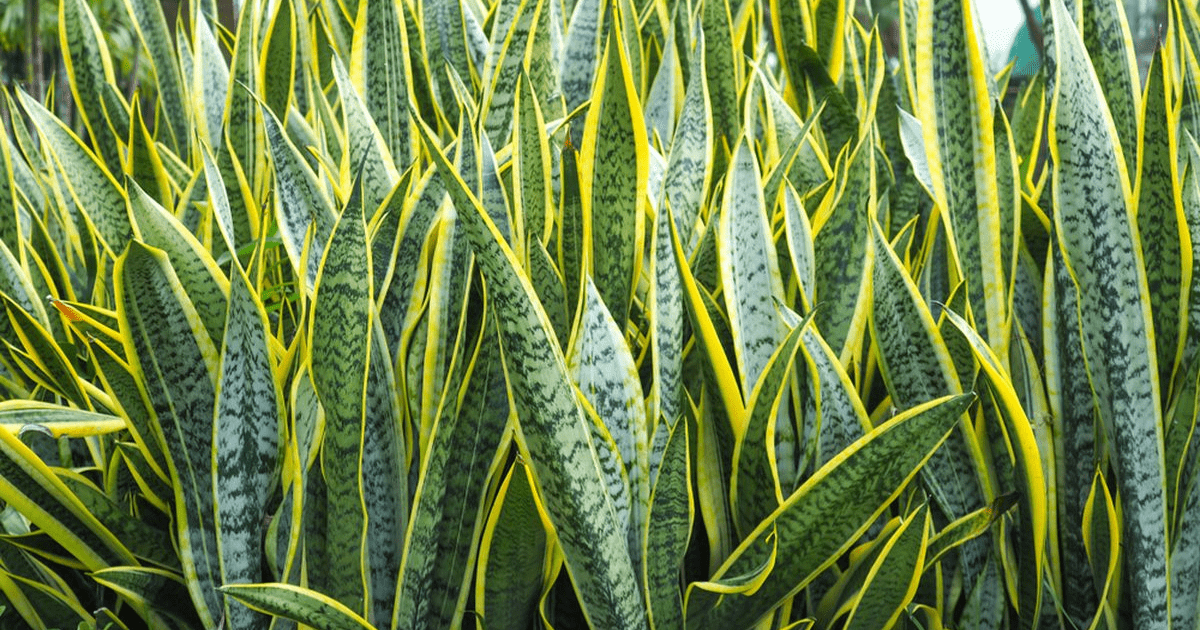 Cara Merawat Tanaman Lidah Mertua Agar Tumbuh Subur dan Segar