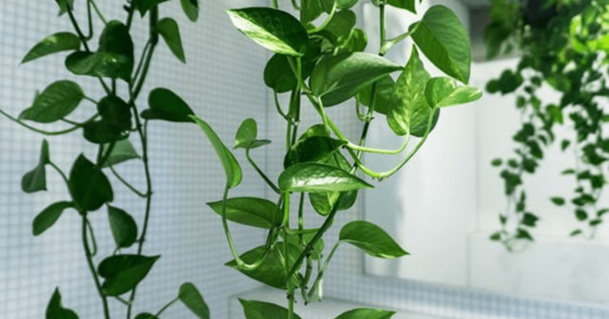 Rahasia Merawat Tanaman Rambat: 6 Trik agar Rimbun dan Menempel