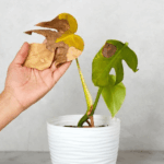 Penyebab Daun Tanaman Menguning