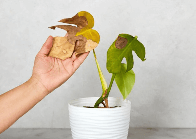 Penyebab Daun Tanaman Menguning: 5 Faktor Utama Meski Tersiram Air Hujan