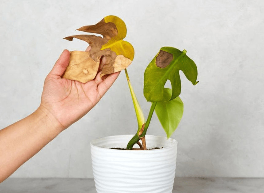 Penyebab Daun Tanaman Menguning: 5 Faktor Utama Meski Tersiram Air Hujan