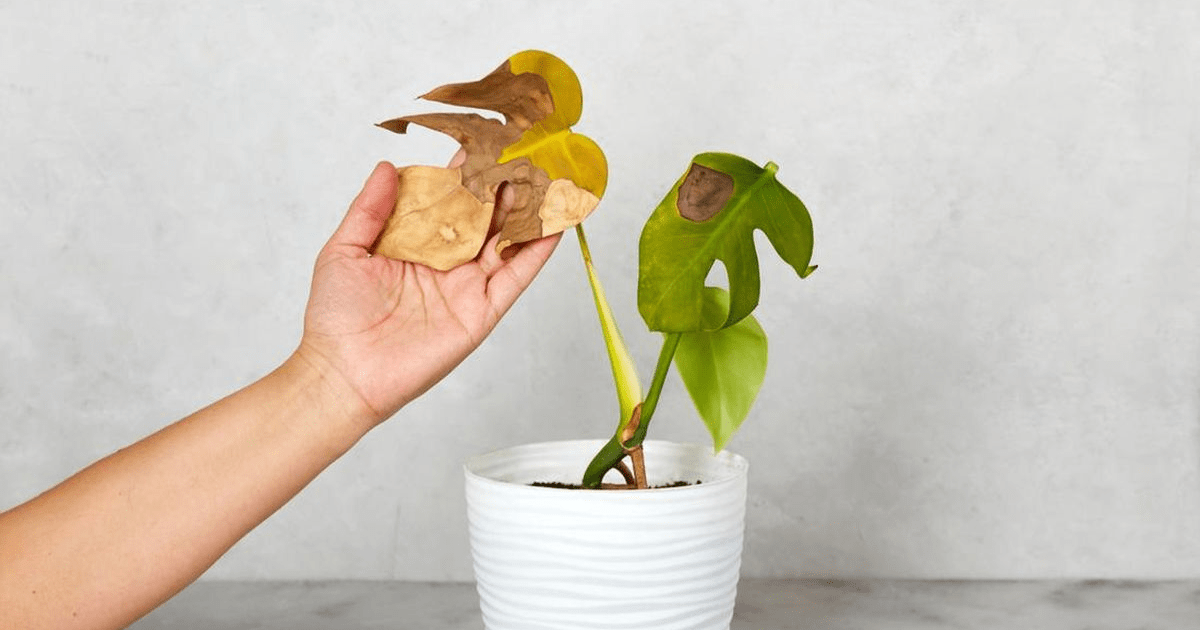 Penyebab Daun Tanaman Menguning: 5 Faktor Utama Meski Tersiram Air Hujan