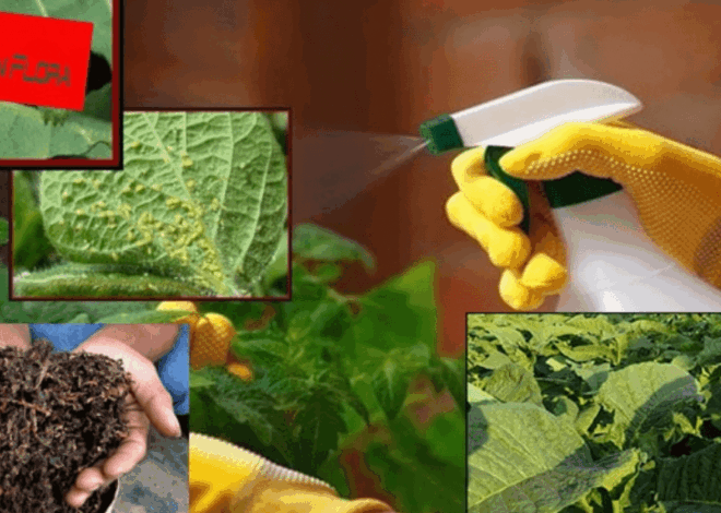 Hobi Berkebun? Ini Cara Mudah Membuat Pestisida Nabati ala Pakar Unpad