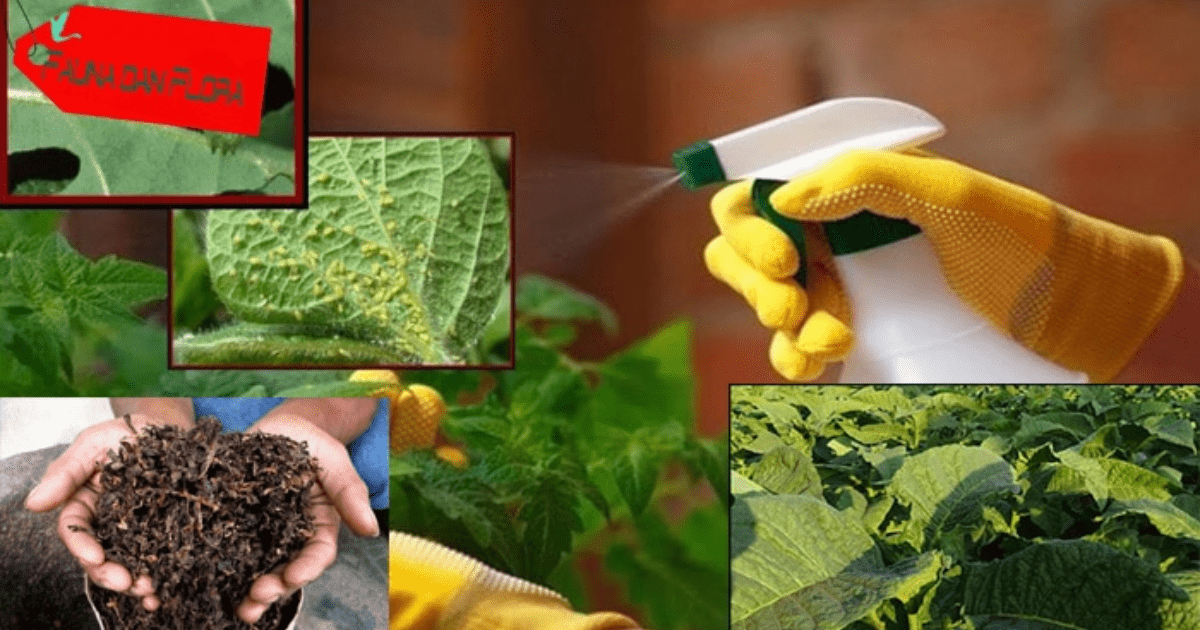 Hobi Berkebun? Ini Cara Mudah Membuat Pestisida Nabati ala Pakar Unpad