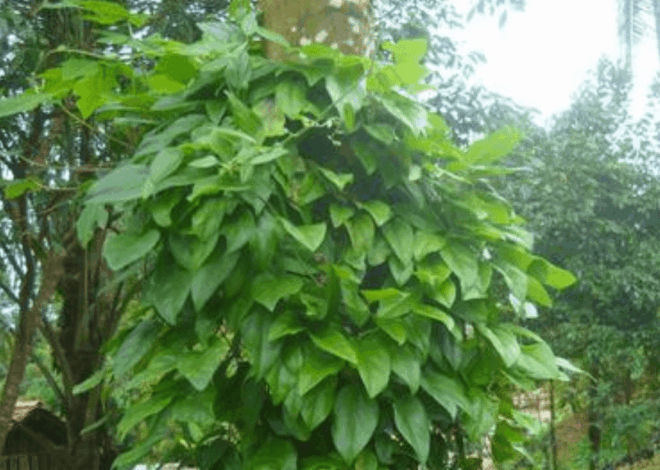 Cara Tanam Daun Cincau dari Batang agar Rimbun dan Cepat Panen, Sebuah Panduan Lengkap