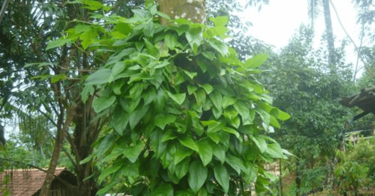 Cara Tanam Daun Cincau dari Batang agar Rimbun dan Cepat Panen, Sebuah Panduan Lengkap