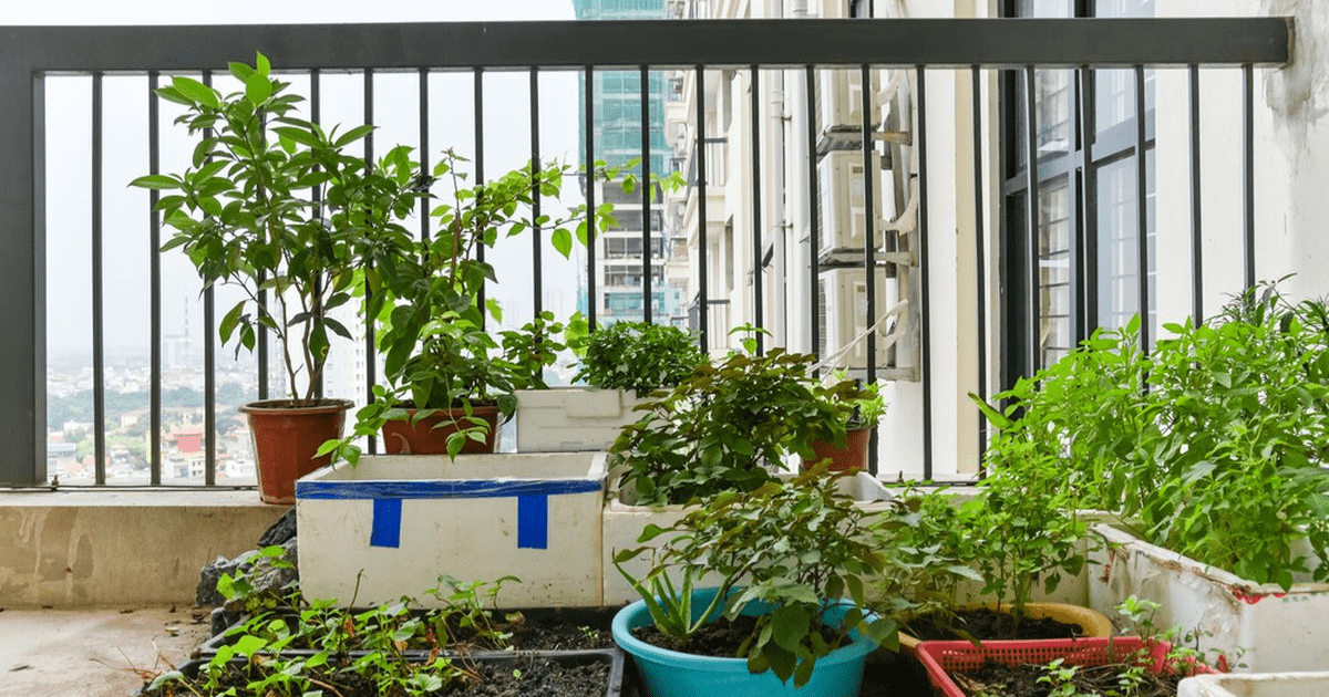 Berkebun di Apartemen: 5 Tips Mudah Bagi Pemula untuk Menciptakan Taman Vertikal