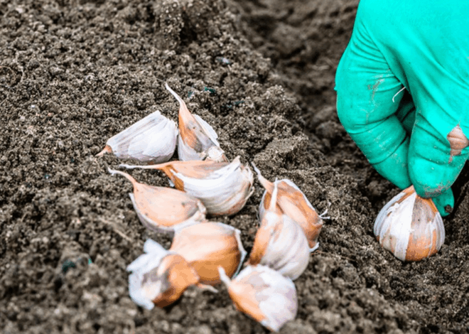 Cara Berkebun Bawang Putih: Panduan Lengkap Budidaya untuk Hasil Menguntungkan