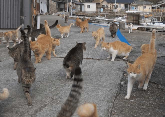 Kota yang Dipenuhi Kucing: Menjelajahi 5 Destinasi Global di Mana Kucing Menjadi Raja