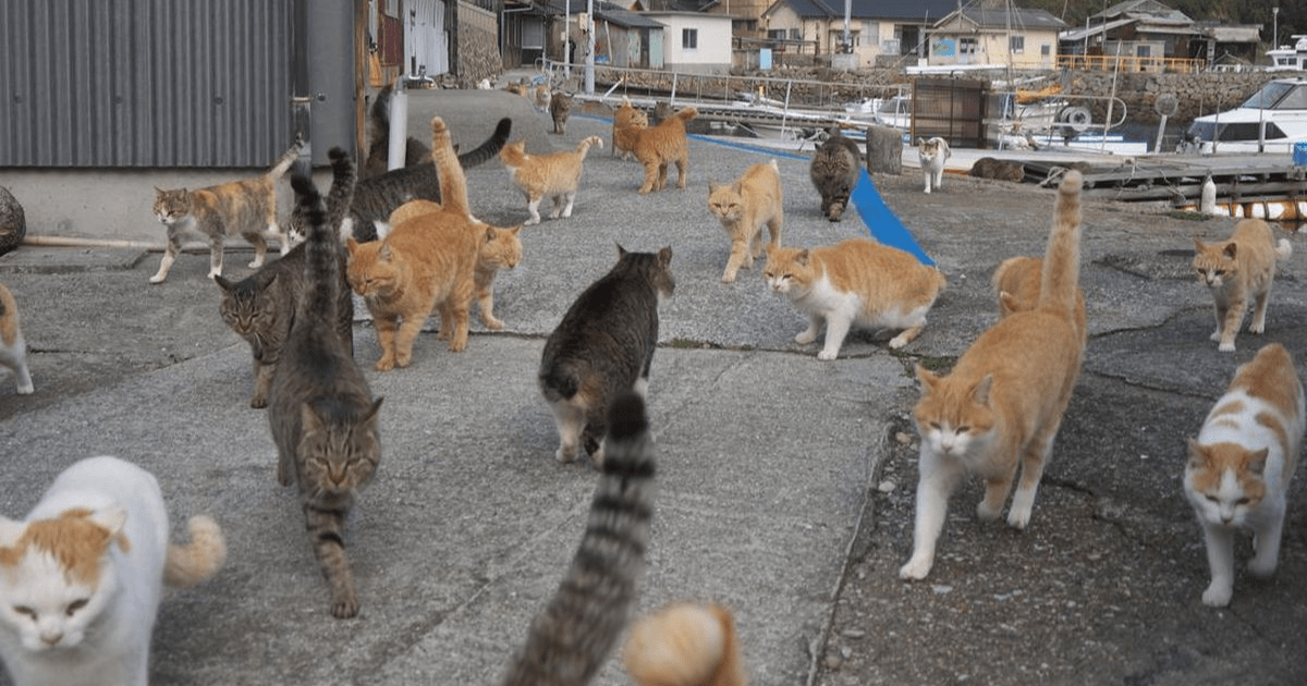 Kota yang Dipenuhi Kucing: Menjelajahi 5 Destinasi Global di Mana Kucing Menjadi Raja