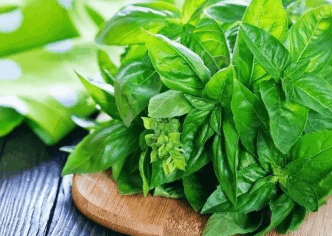 Sayur yang Tidak Butuh Banyak Air: 5 Pilihan Terbaik untuk Berkebun Hemat Perawatan